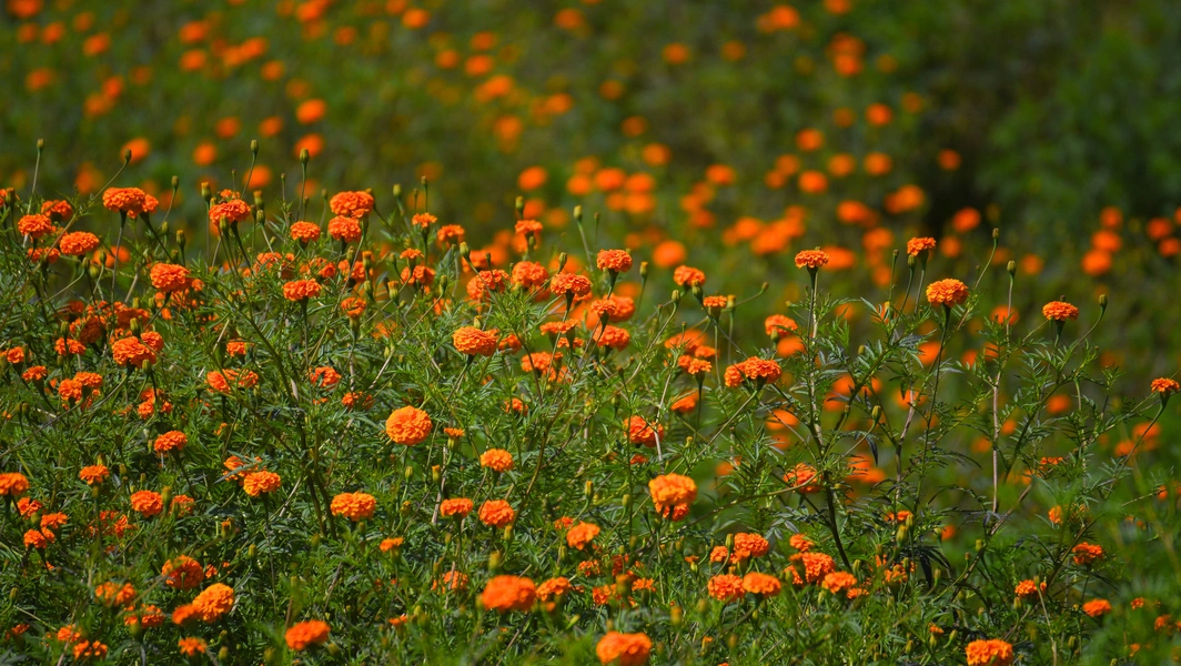 13 vibrant orange flowers for every garden