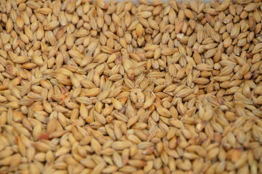 Analyzing the nutritional differences between sprouted and unsprouted ...