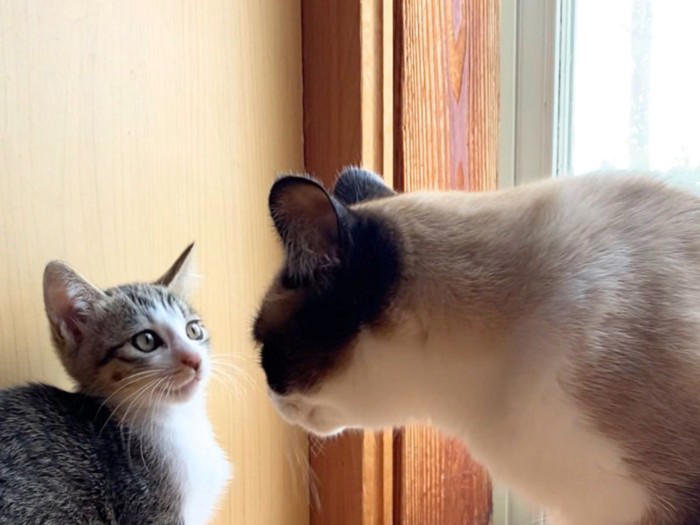猫を多頭飼いするときに考えたい『年齢差』に関すること3つ 相性の良し悪しや新たに迎えるときの注意点も