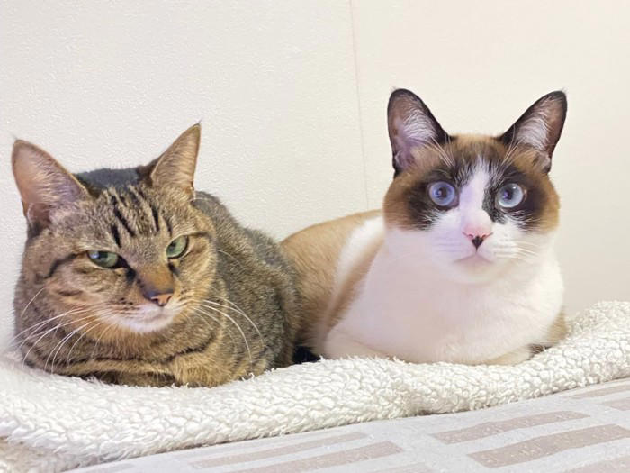猫を多頭飼いするときに考えたい『年齢差』に関すること3つ 相性の良し悪しや新たに迎えるときの注意点も