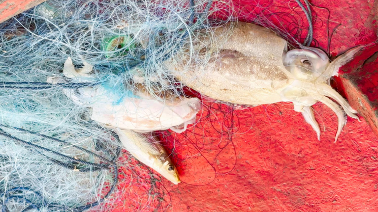 World’s first smart squid-fishing robot that mimics humans begins sea ...