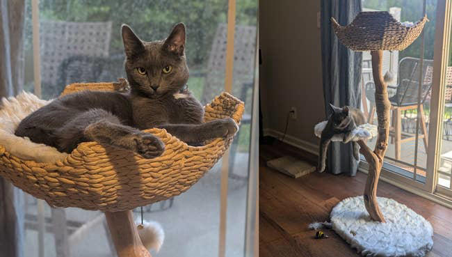 I splurged on a viral cat tree, and I love it as much as my cat