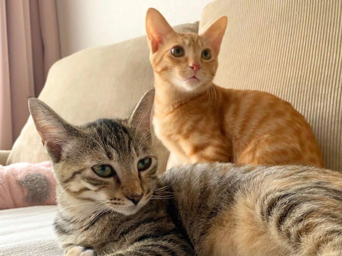 猫を多頭飼いするときに考えたい『年齢差』に関すること3つ 相性の良し悪しや新たに迎えるときの注意点も