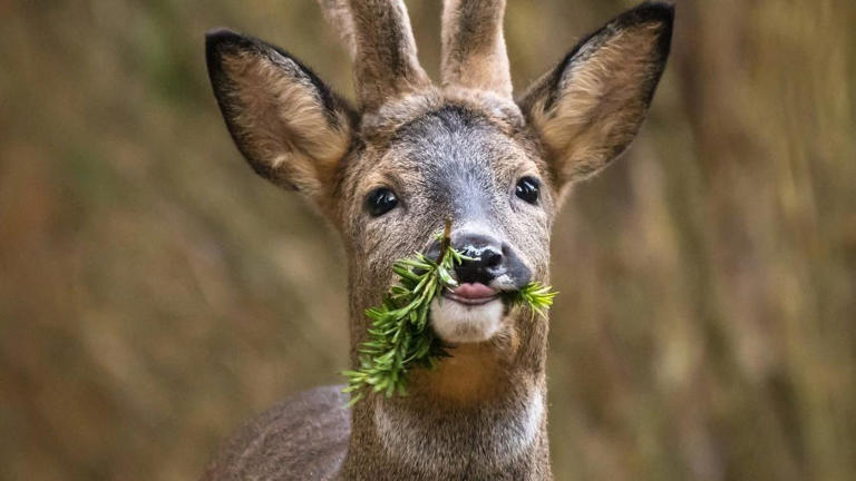 Photographers share wildlife gems as summer starts