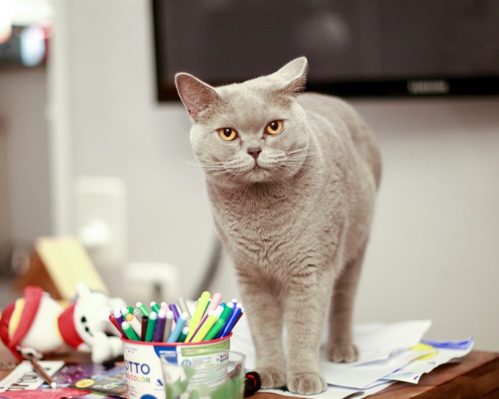 Your cat has 11 power moves — and you fall for every single one