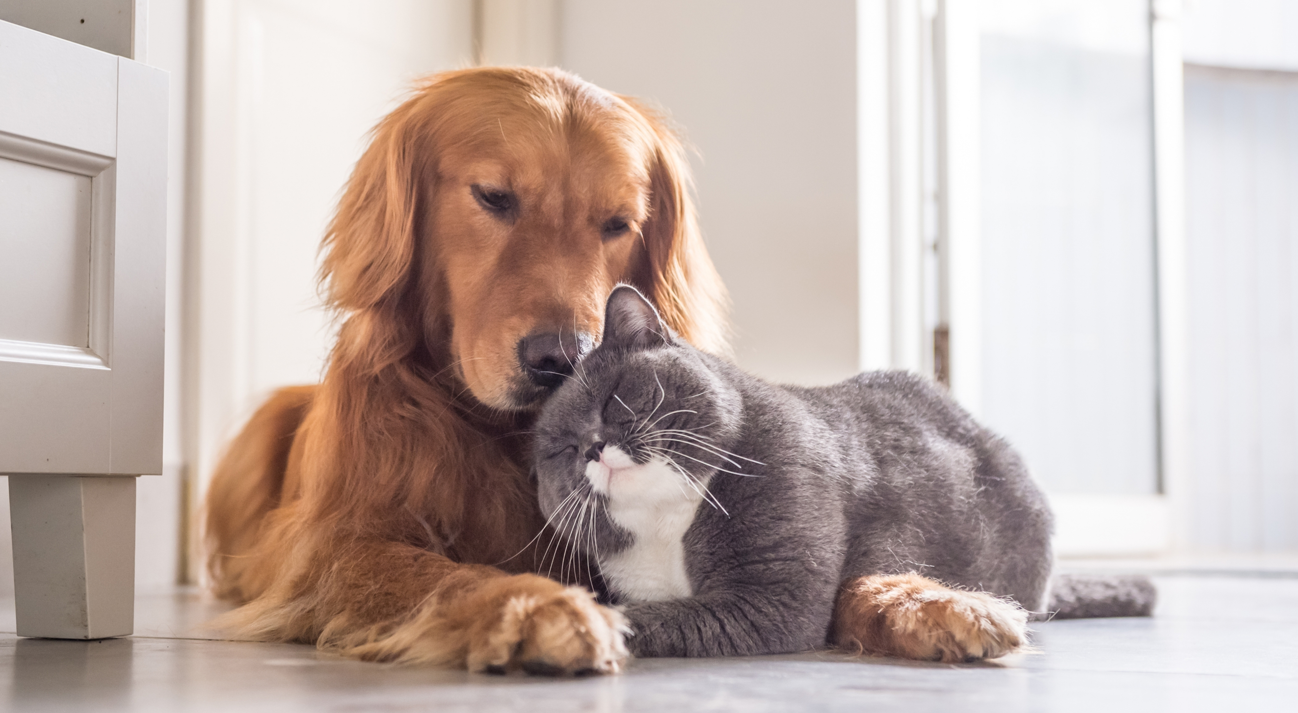 How much does a new pet really cost in Canada? Here's what to budget ...
