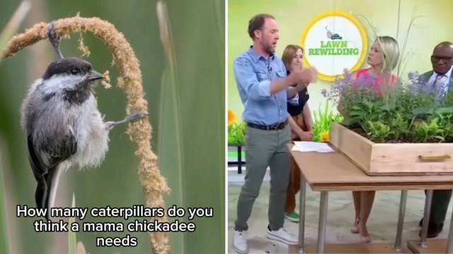 A mama chickadee needs up to 9,000 caterpillars, and your yard can be ...