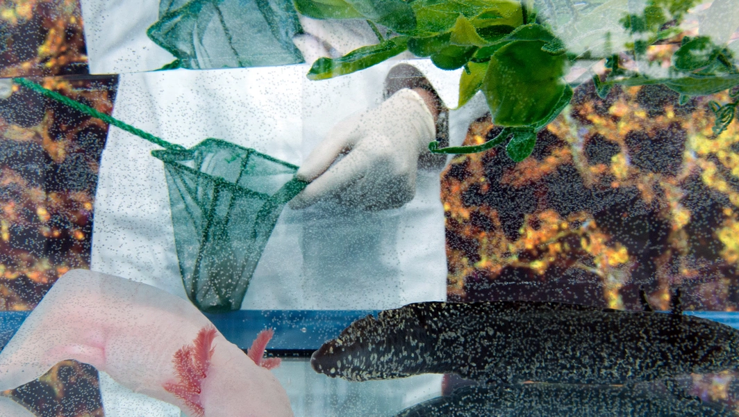 14 animals with extraordinary regenerative powers