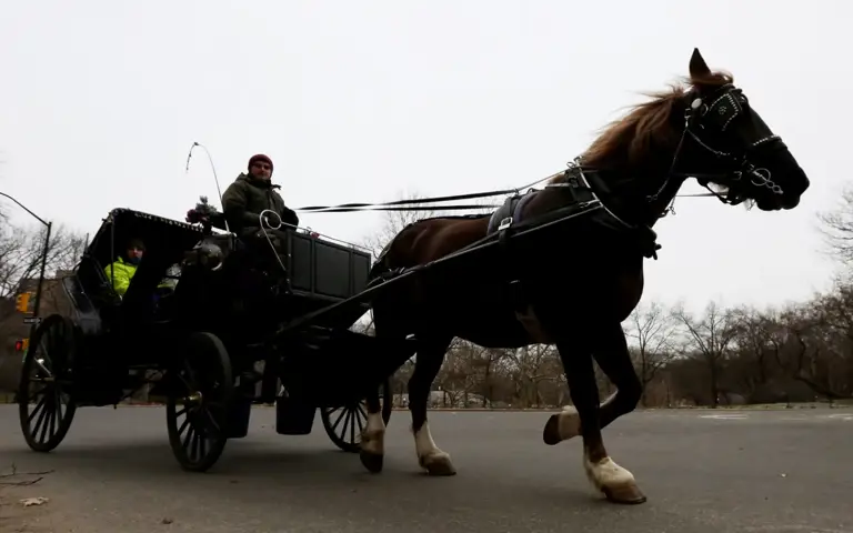 Horse carriage rides suspended in New York park after tourist dies in crash