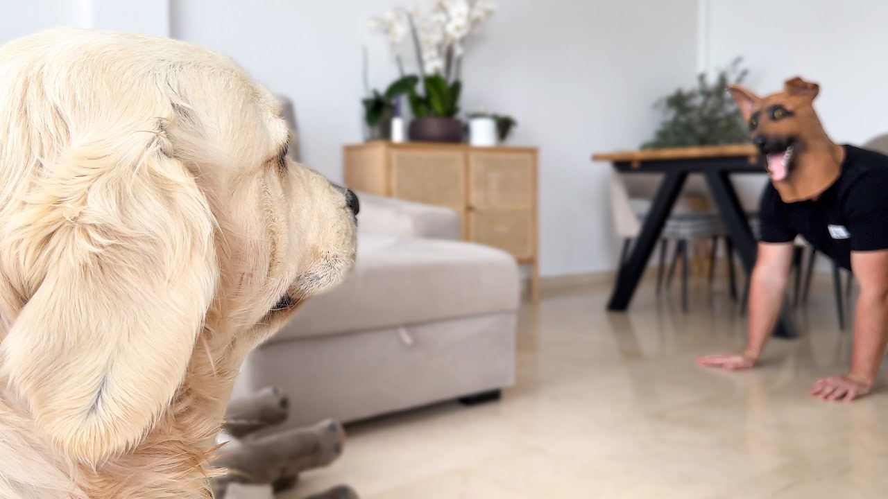 Golden retriever reacts to a German shepherd mask