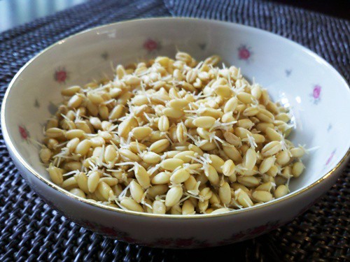 Analyzing the nutritional differences between sprouted and unsprouted ...