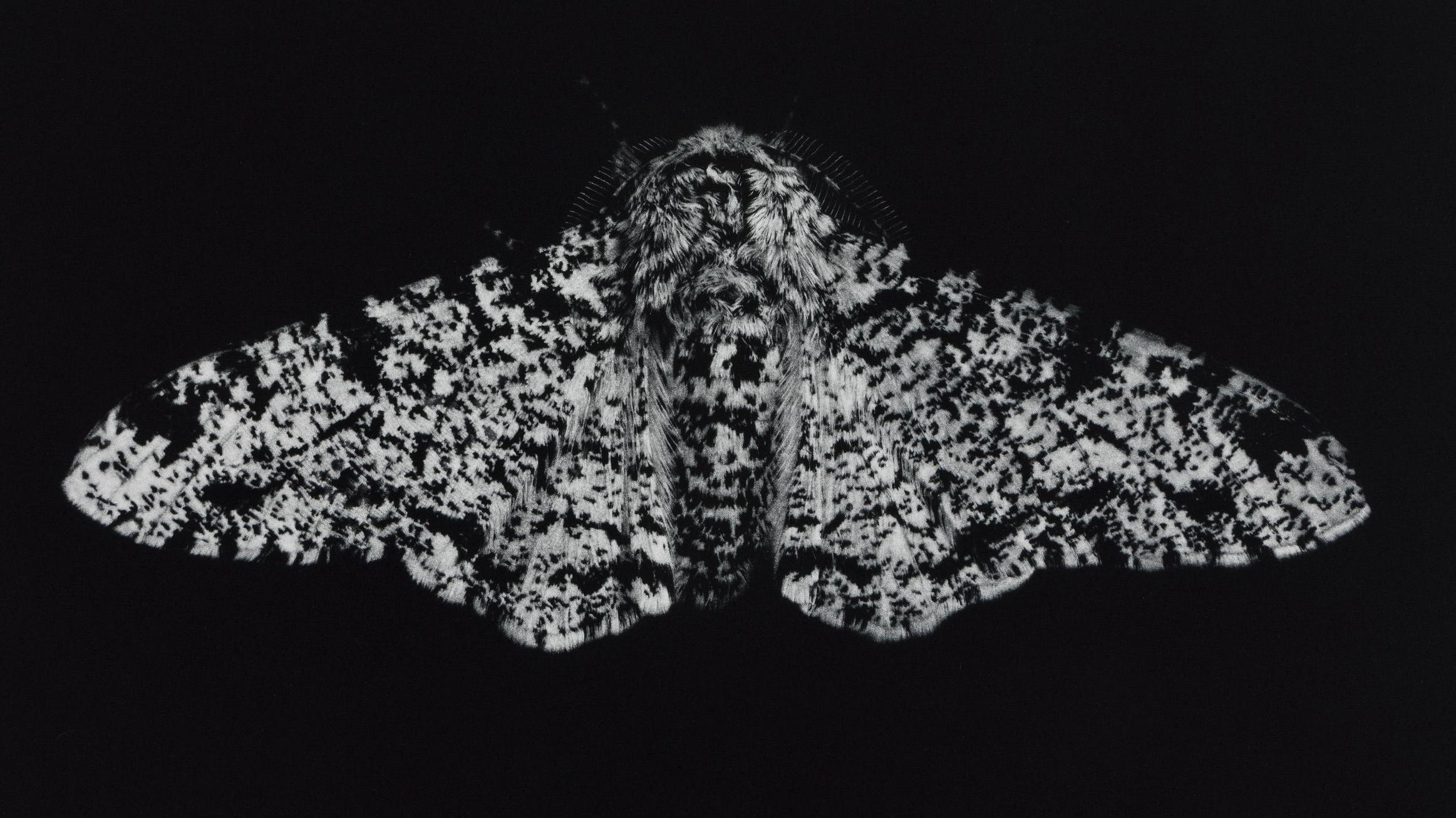 Exhibition explores moths' ability to adapt