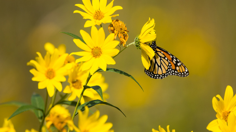 18 stunning lesser-known flowers that are definitely worth growing in ...