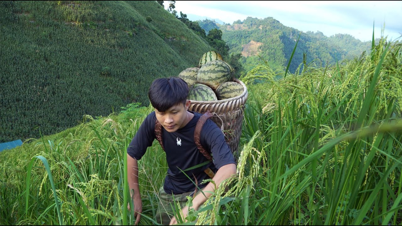 Harvesting watermelons and selling them