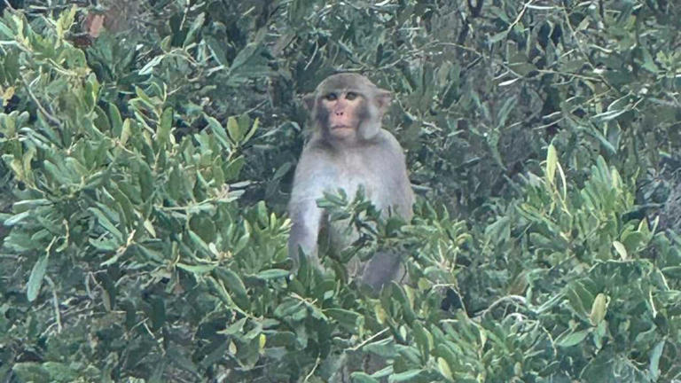 Monkey hangs around at Mount Dora's Gilbert Park
