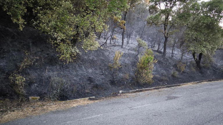 Il fuoco distrugge querce e macchia mediterranea: il rogo è doloso
