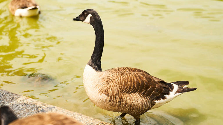Geese Police returning to Pittsburgh's North Shore for goose control