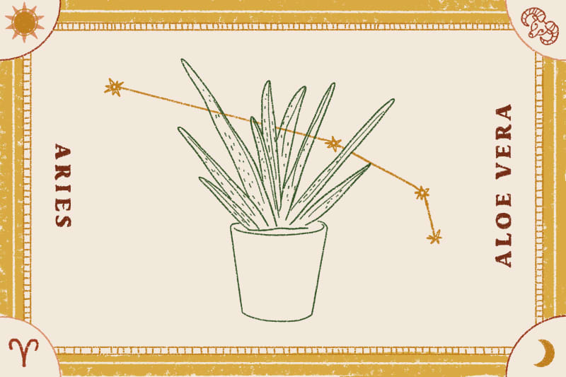 Aloe vera plant illustration with Aries constellation, bordered by zodiac symbols.