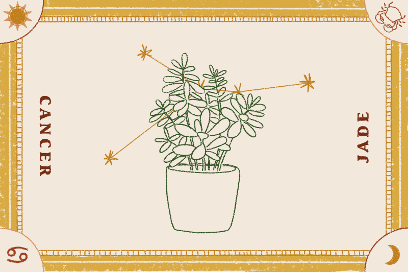Potted jade plant illustration with Cancer zodiac symbols and stars.