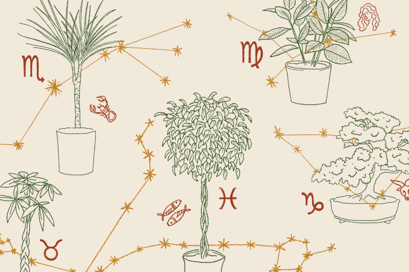 Potted plants with zodiac symbols and constellations, including Scorpio, Virgo, Pisces, and Capricorn.