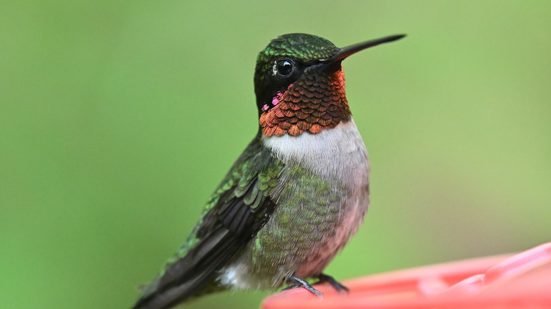 Attract Hummingbirds All Summer & Fall Long With A Hanging Flower You ...