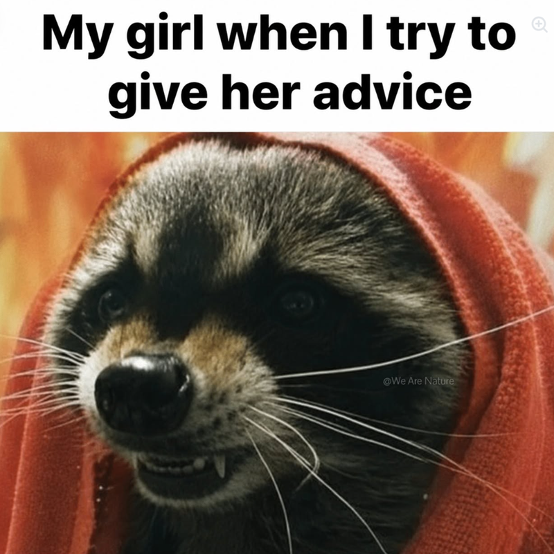 28 lazy sloth and raccoon memes to scroll when you're bed rotting this ...