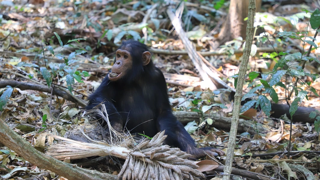 Study reveals chimpanzee fathers recognize and care for offspring