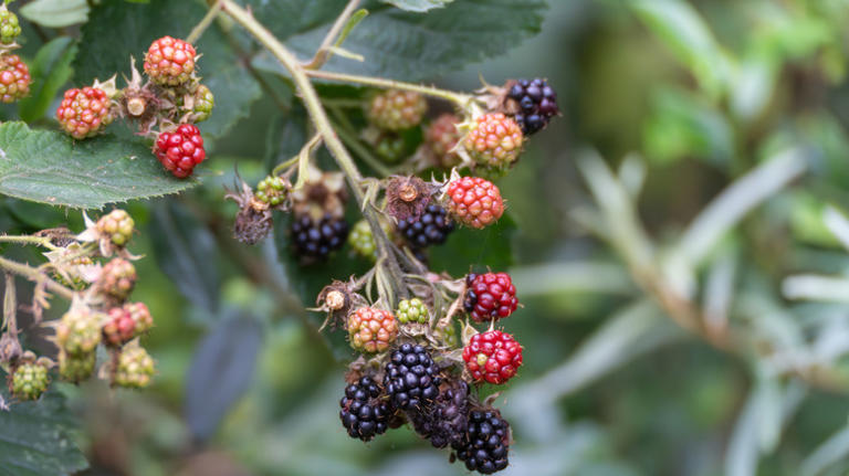 The fruit bush that could be luring mice (and snakes) to your garden