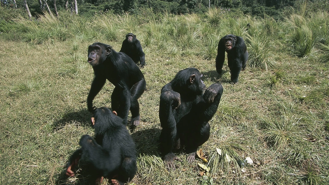 Study reveals chimpanzee fathers recognize and care for offspring