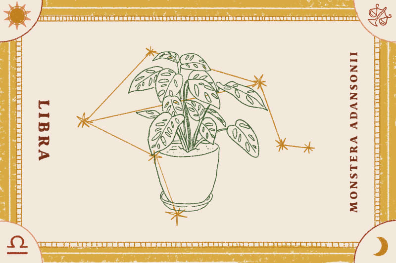 Monstera adansonii plant illustration with Libra constellation, bordered by decorative elements.