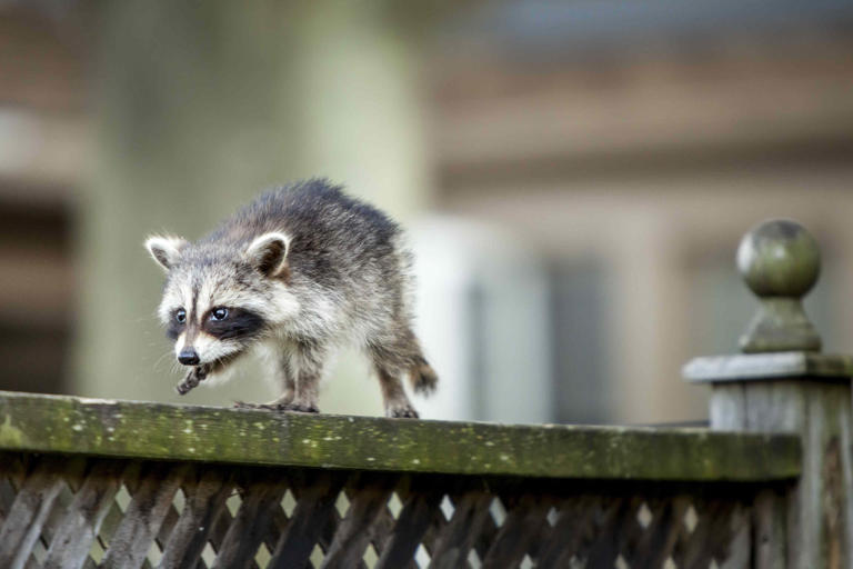 What to do if you find baby raccoons in your yard, according to ...