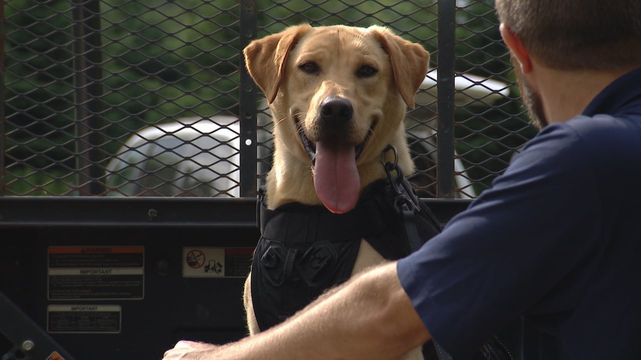 Meet Tilly. She's helping Toronto fight invasive species