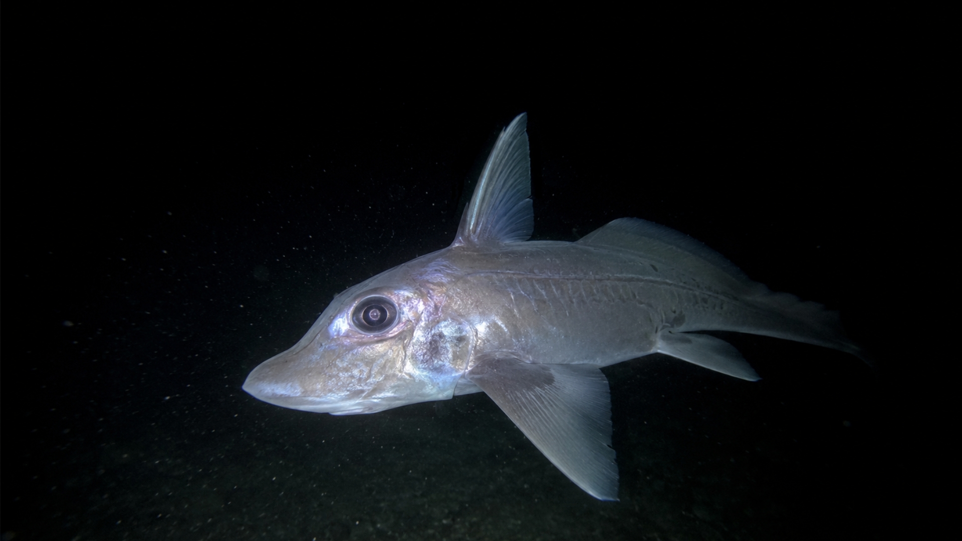 Costa Rica’s new ghost shark reveals how little we know about deep seas