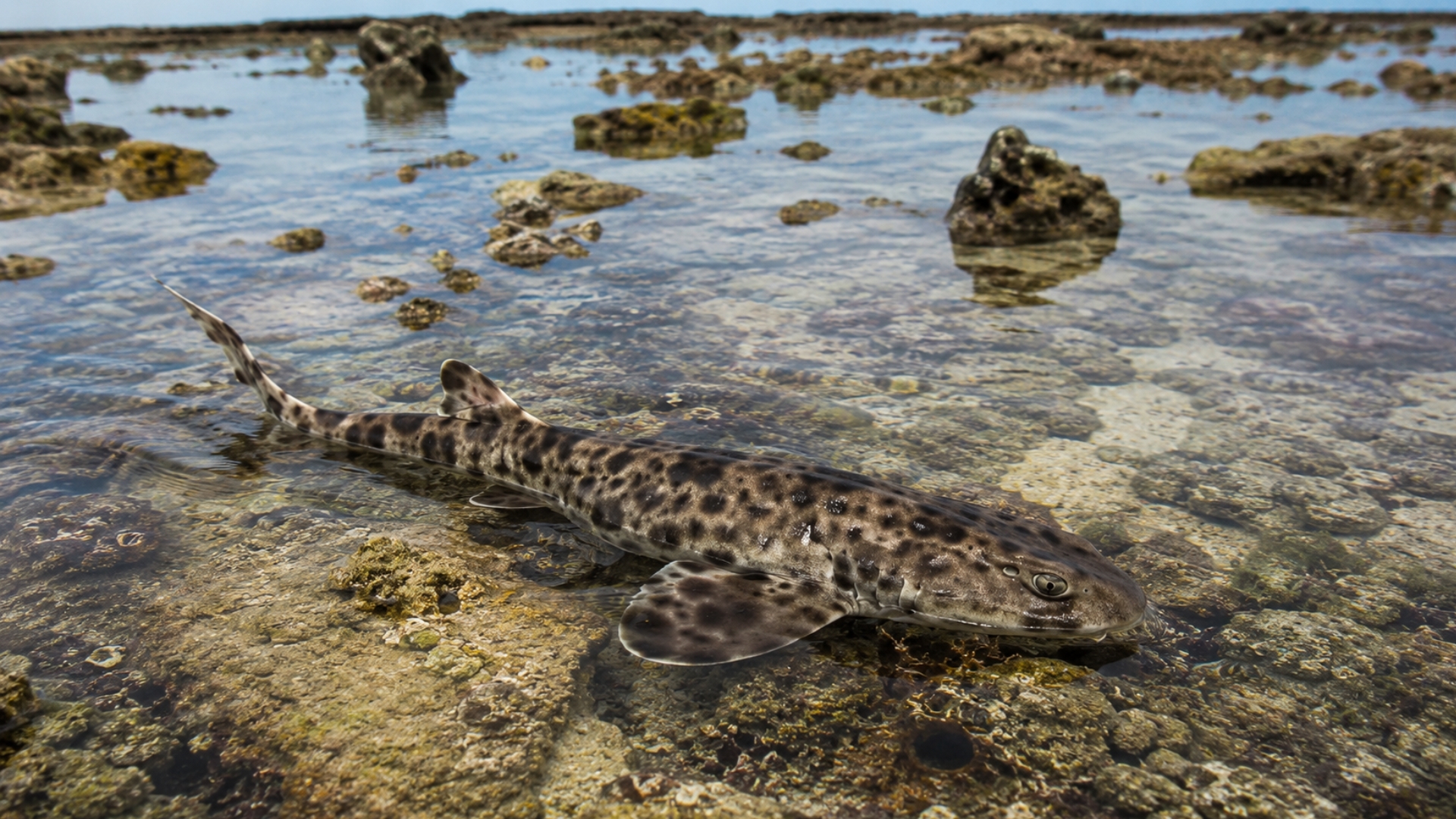 A new walking shark in Papua New Guinea shows reefs still hide ...