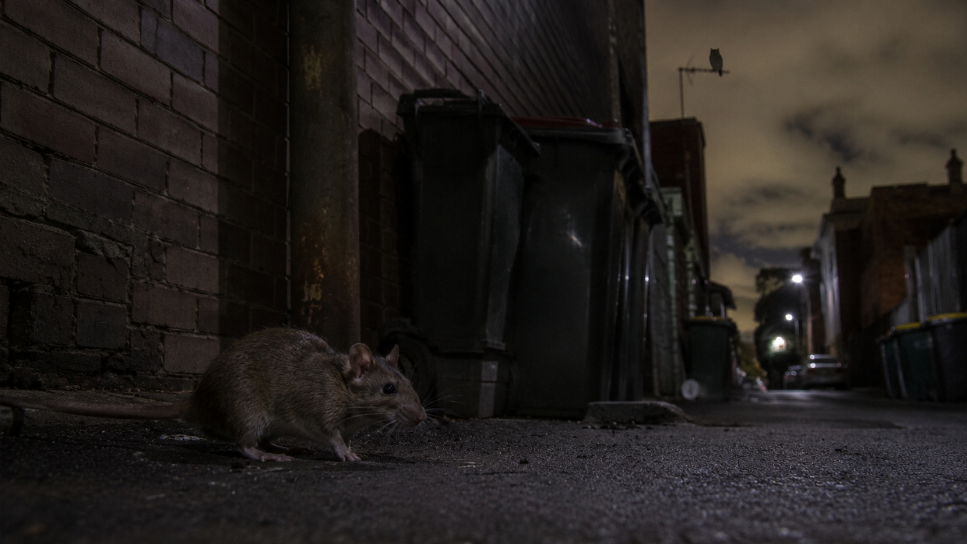 City rats and mice are evolving around human control