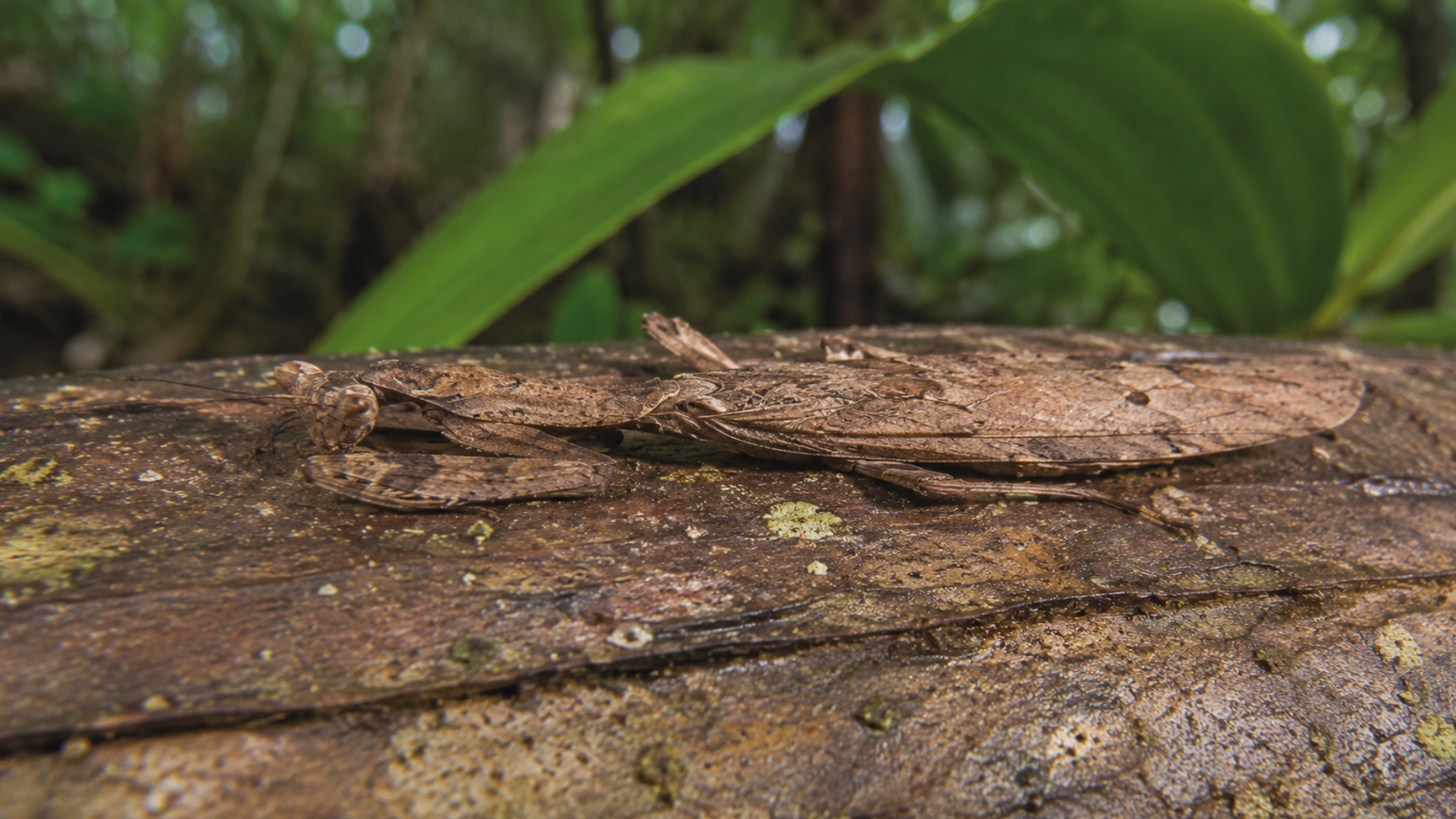 Three 'planking' praying mantis species show how insects hide in plain ...