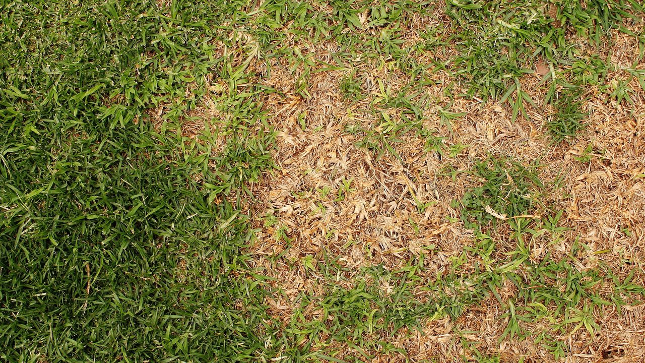 Gardeners reveal top tips on how to prevent yellow patches in your lawn