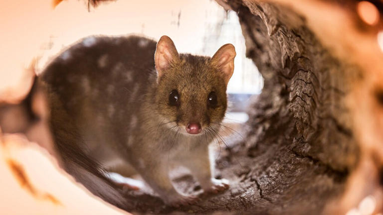 Canberra wildlife sanctuary builds quarantine pens amid fears H5 bird ...