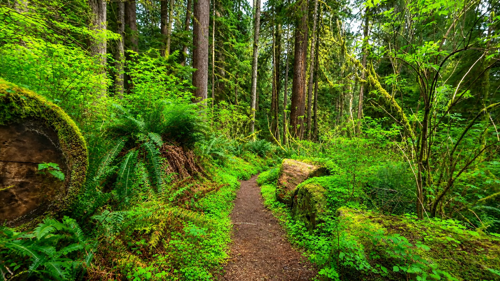 take-a-peaceful-walk-on-rain-forest-nature-trail-4k