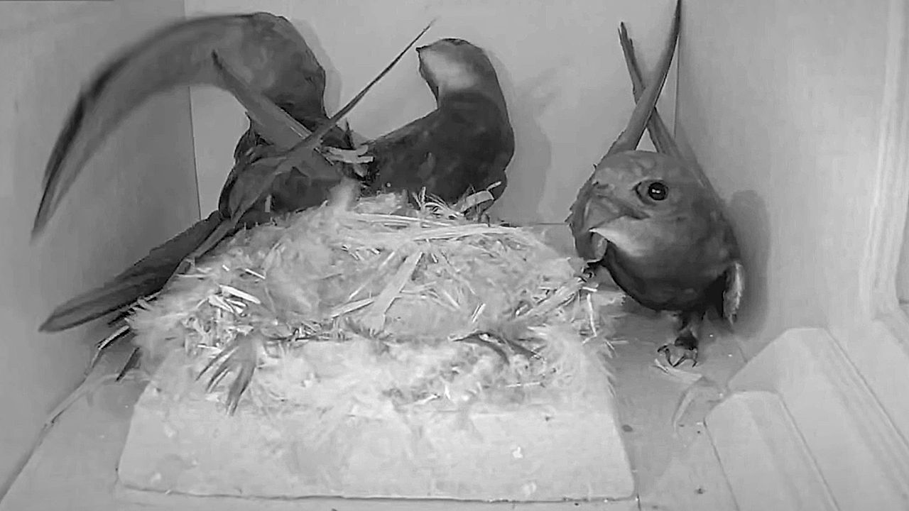 Swifts more loyal to their nest than their partner