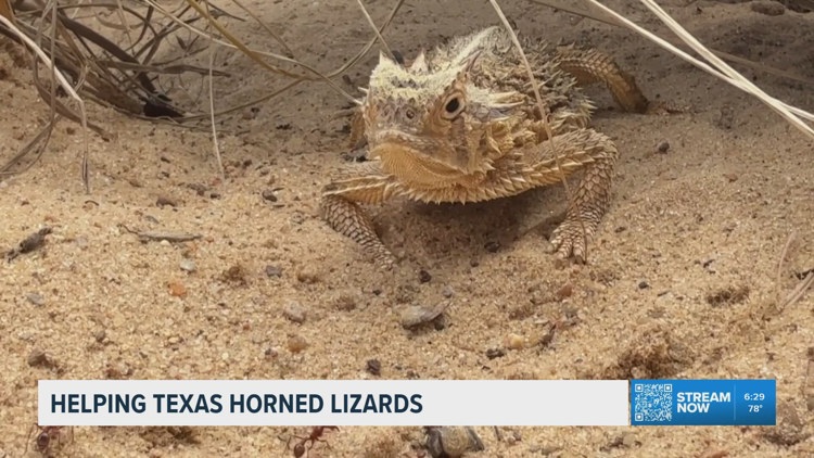 Exploring the Caldwell Zoo: Breeding program gives rare Texas horned ...
