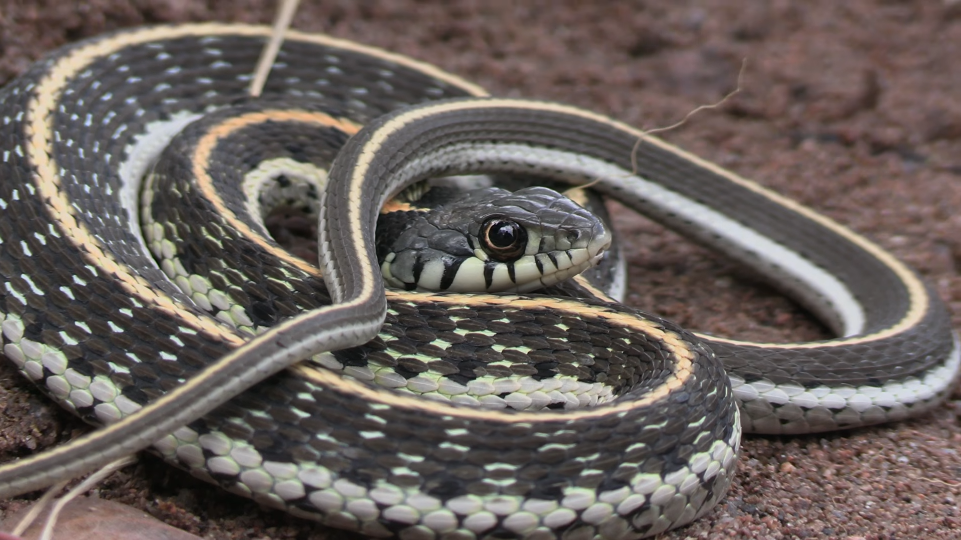 Should you be wary of these snakes being in your backyard?