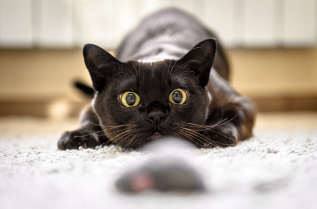 what are cat zoomies and why do they happen late at night, Photo credit Viacheslav Lopatin Shutterstock com