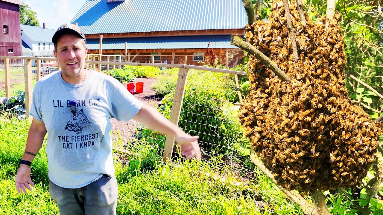 Attract massive swarms of bees to your apple trees