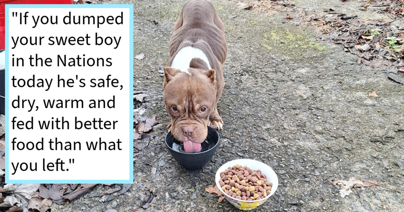 Employee on way to work who spotted dog being dumped by roadside with ...