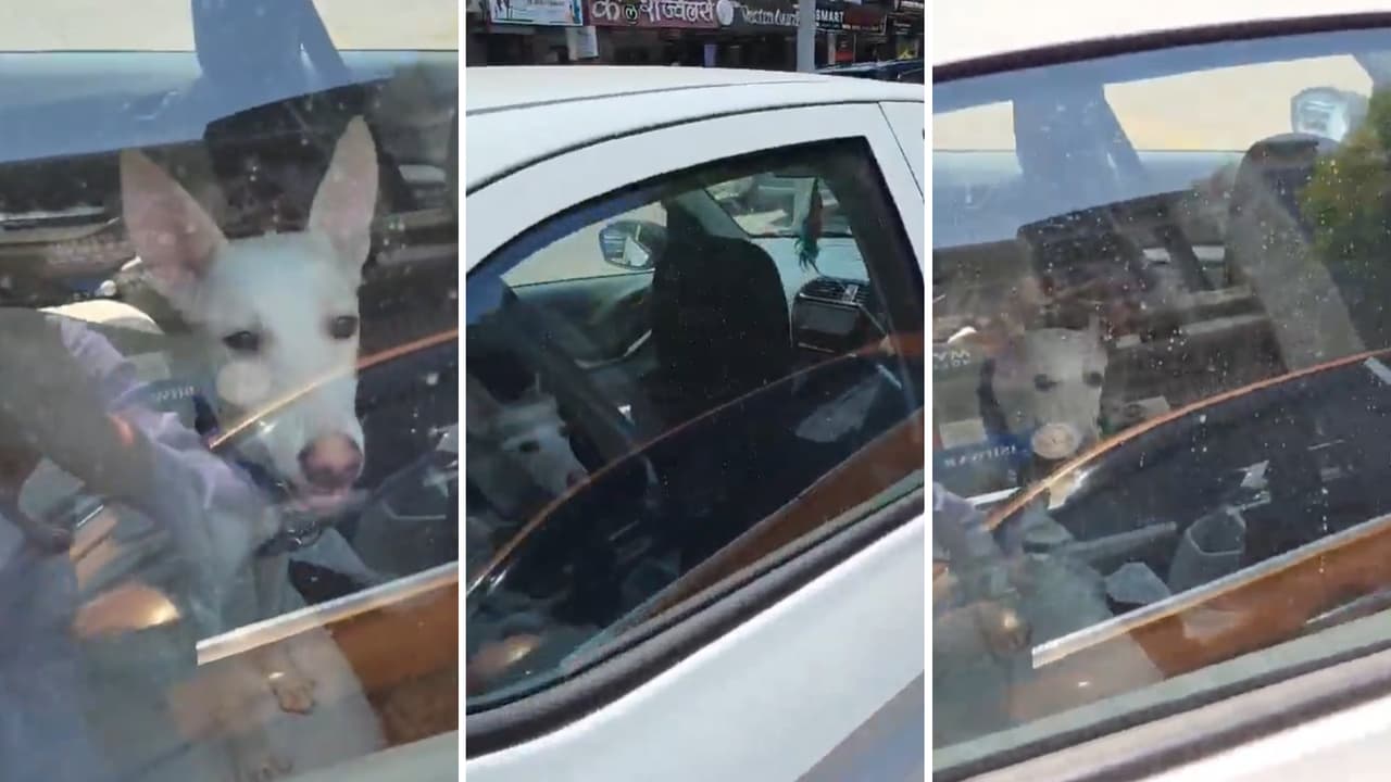 Dog locked inside parked car in Lucknow sparks outrage on social media ...