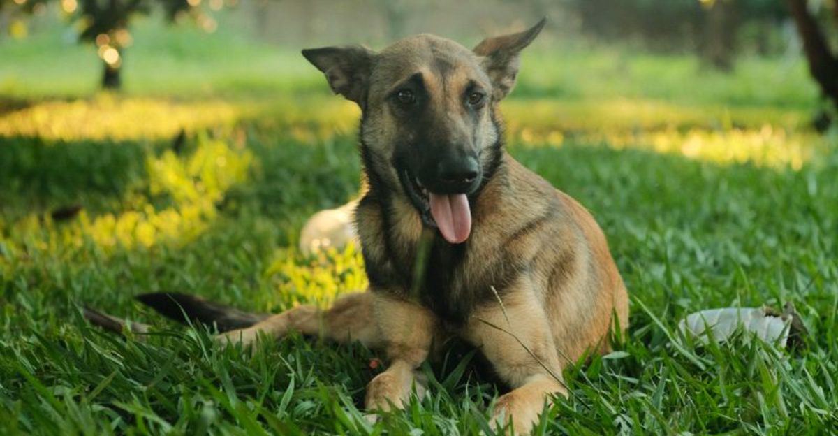 11 emotionally aware dogs – plus 3 that often react before you say a word