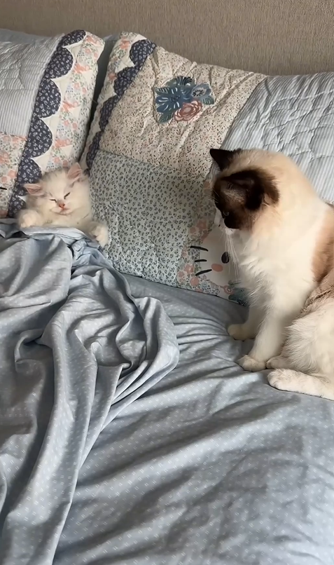 Cute and funny cat moments to brighten your day