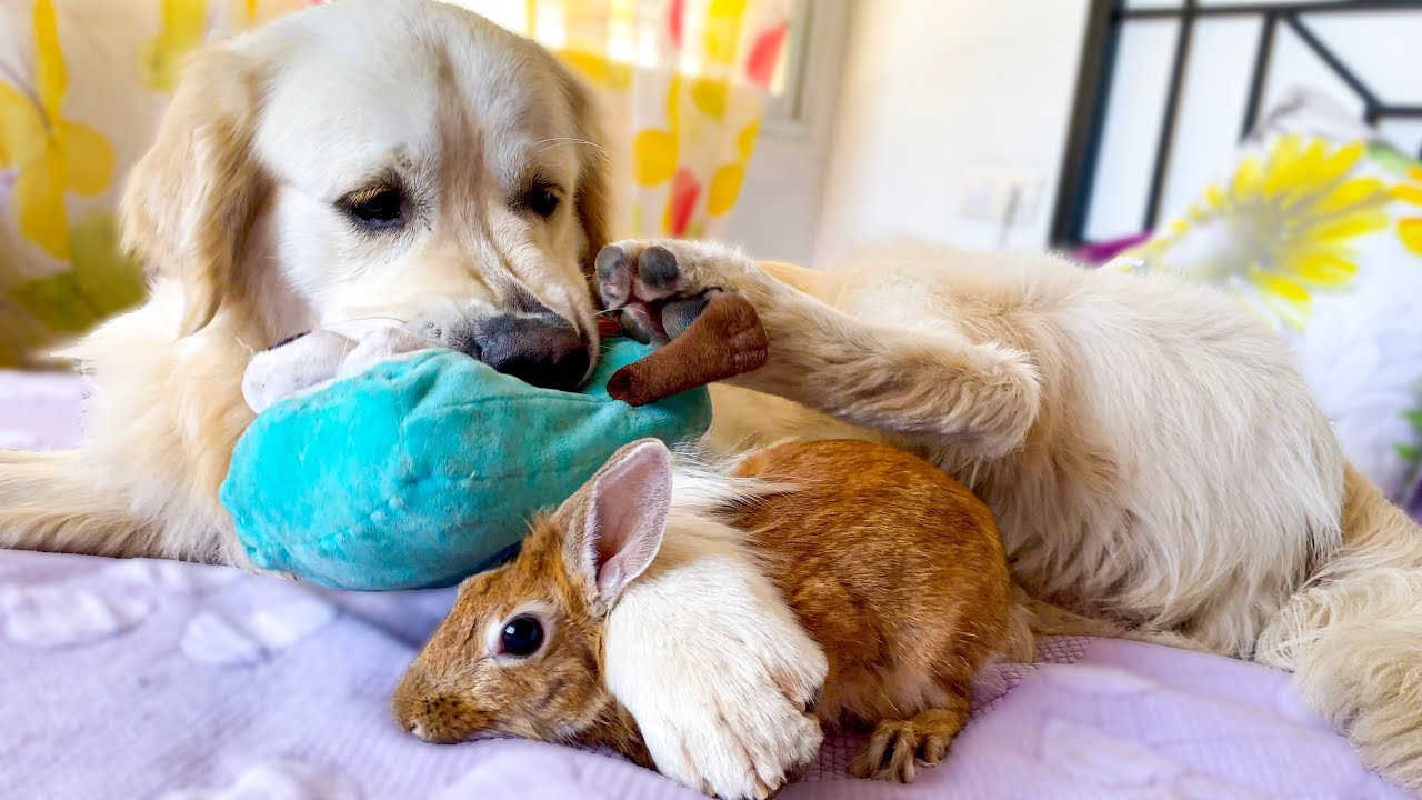 A rabbit and golden retriever enjoy playtime