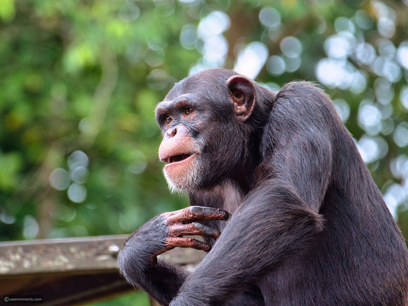 11 remarkably intelligent animals that continue to astonish researchers